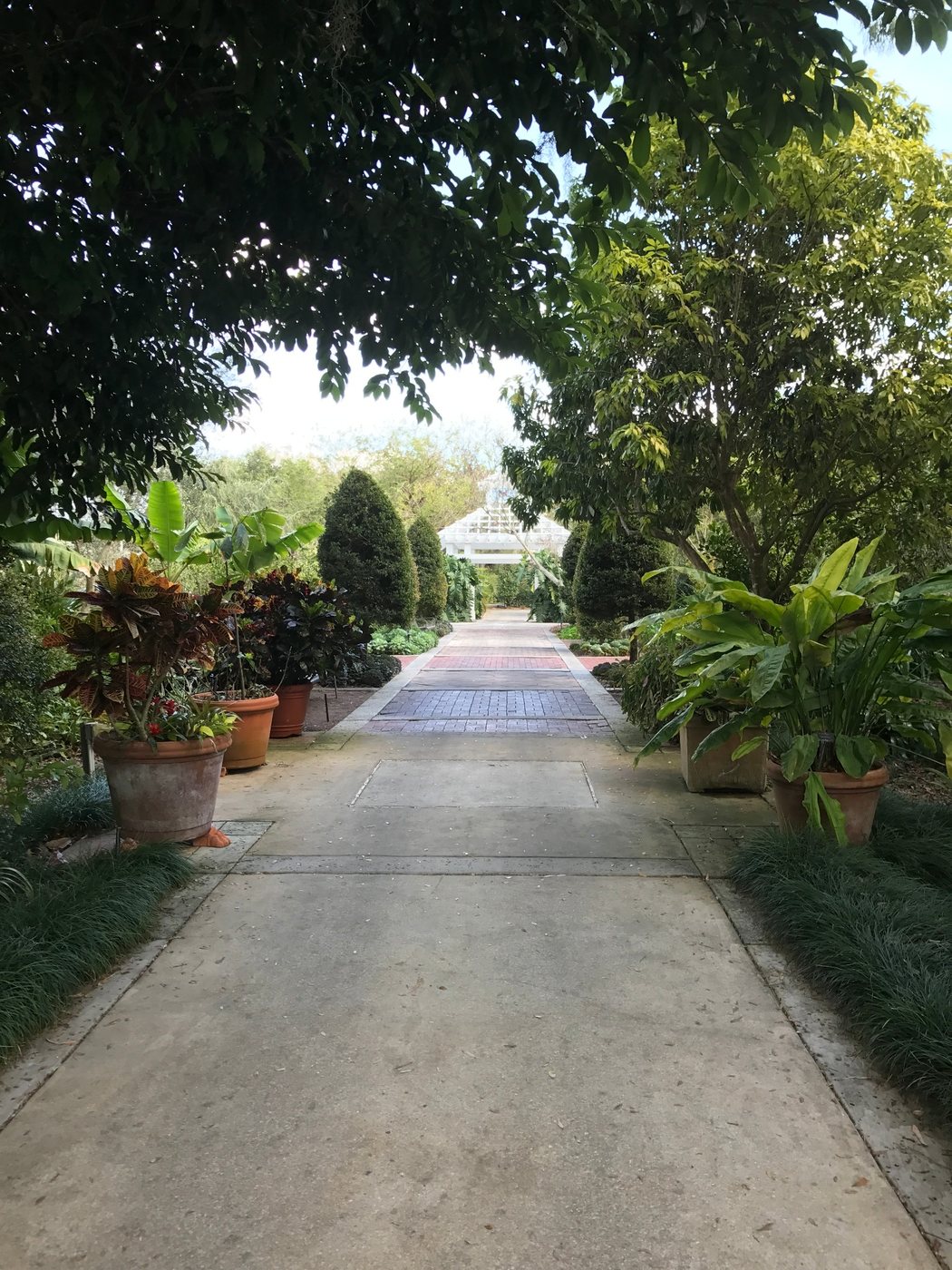 Garden pathway framed by dense plants leading toward a greenhouse