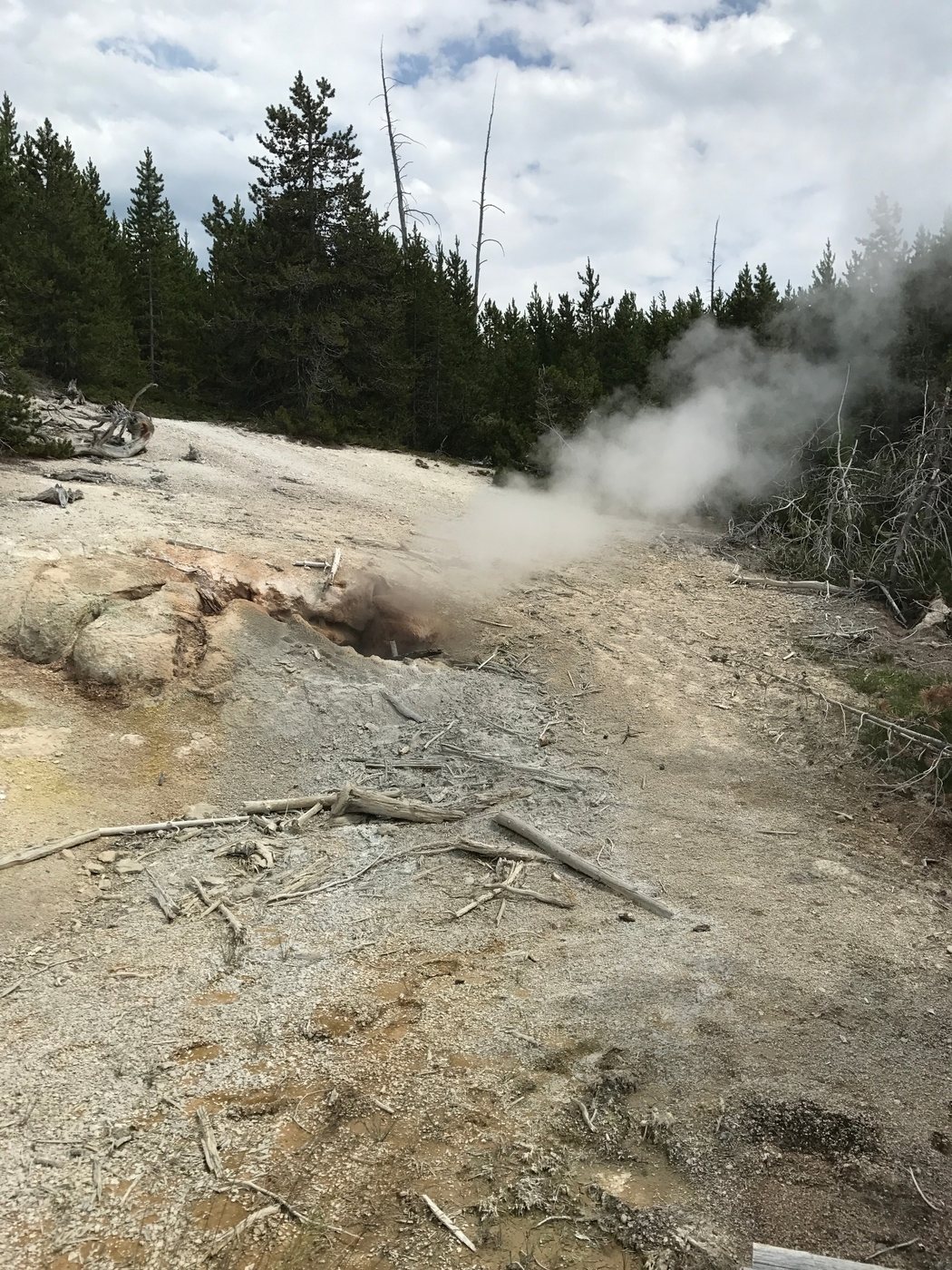Steam rising from a geothermal vent in a forested landscape
