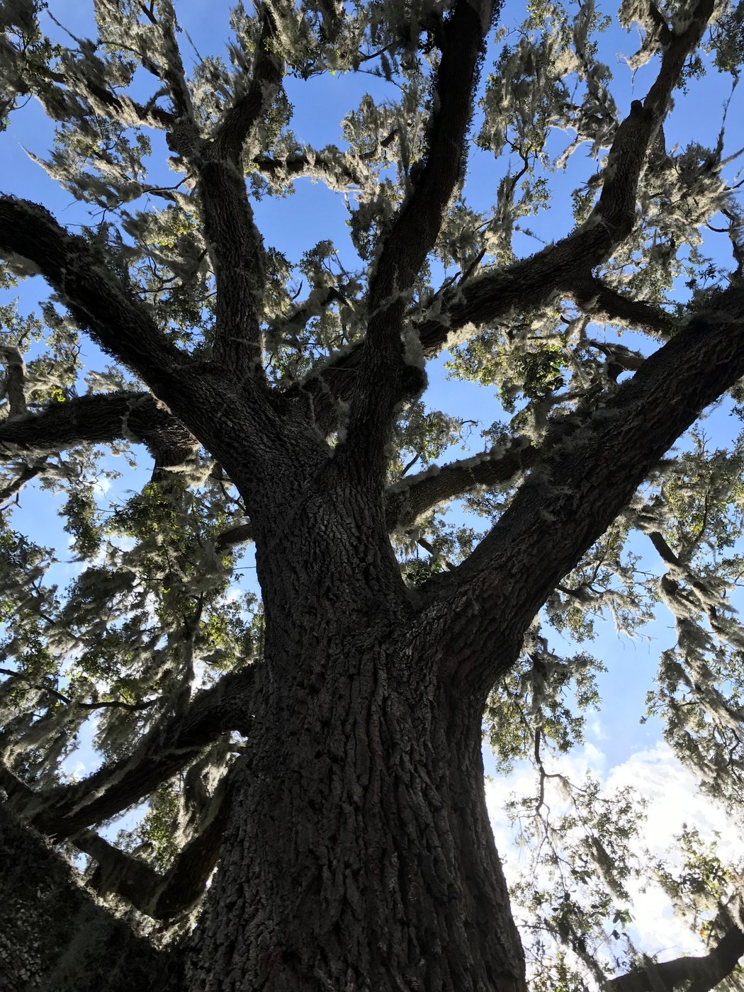 View upward into the massive branches of an old oak draped with moss