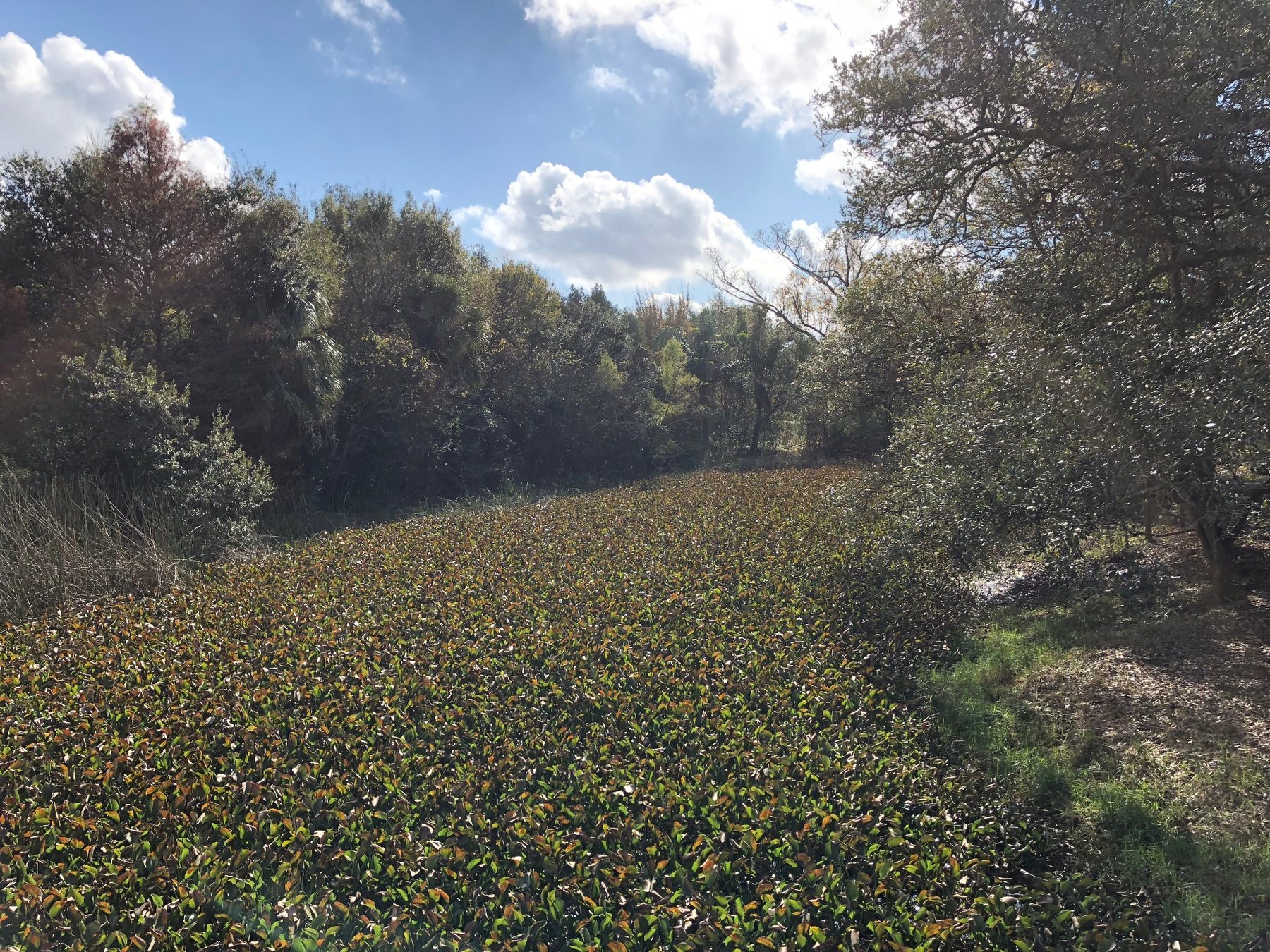 Wetland covered with vegetation beside a wooded path under a bright sky