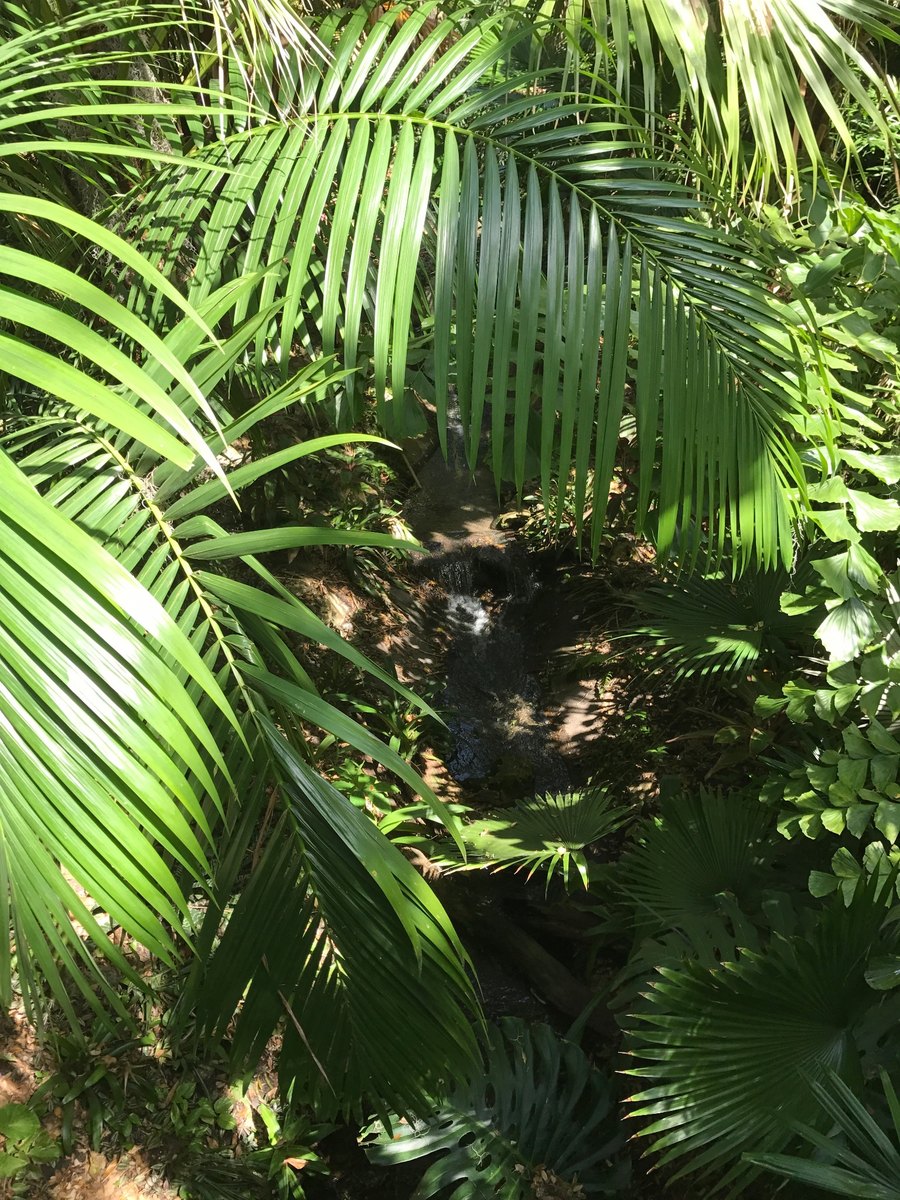 Dense tropical foliage surrounding a shaded stream